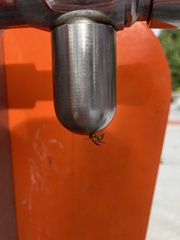 Ropalidia romandi