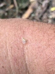 Saccharodite chrysonoe