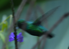 Chlorostilbon melanorhynchus