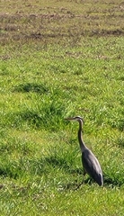 Ardea herodias