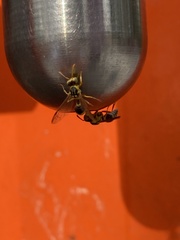 Ropalidia romandi