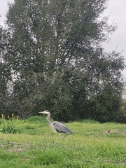 Ardea herodias