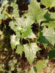 Delairea odorata