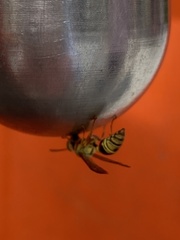 Ropalidia romandi
