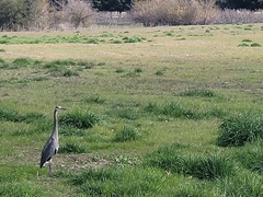 Ardea herodias