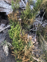 Erica lusitanica