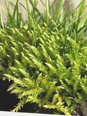 Brachythecium rivulare