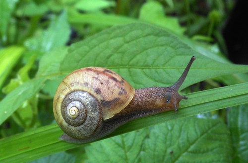 Karaftohelix selskii