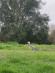 Ardea herodias