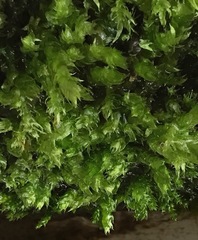 Brachythecium rivulare