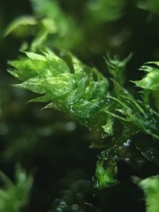 Brachythecium rivulare