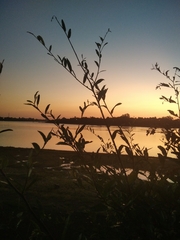 Phyllanthus sellowianus