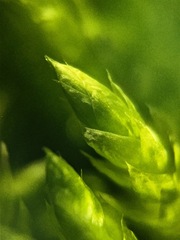 Brachythecium rivulare