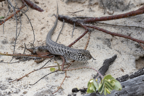 Southern Sand-skink