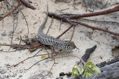 Liopholis multiscutata