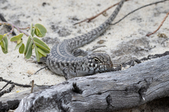 Liopholis multiscutata