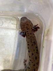 Necturus lewisi