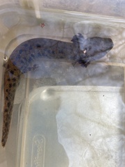 Necturus lewisi
