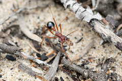 Myrmecia analis