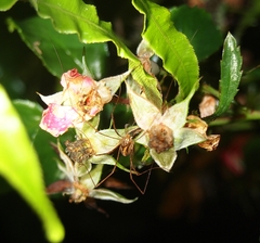 Pantopsalis phocator