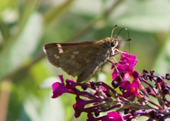 Atalopedes campestris