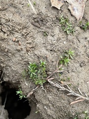 Atrichum cylindricum