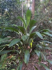 Cordyline petiolaris
