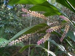 Cordyline petiolaris