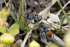 Myrmecia mandibularis