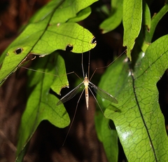 Leptotarsus albistigma