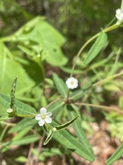 Euphorbia pubentissima