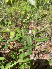Euphorbia pubentissima