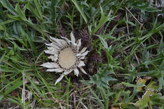 Carlina acaulis acaulis