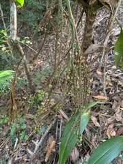 Cordyline petiolaris