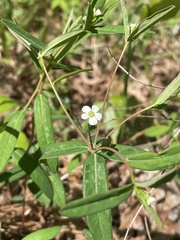 Euphorbia pubentissima