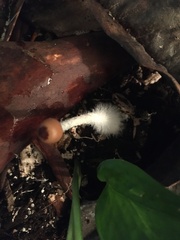 Psilocybe cyanofibrillosa