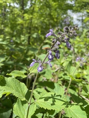 Salvia urticifolia