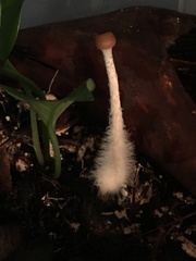 Psilocybe cyanofibrillosa