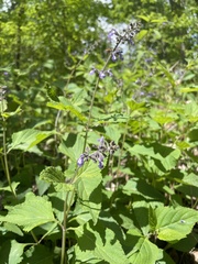 Salvia urticifolia