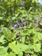 Salvia urticifolia