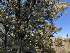 Quercus emoryi