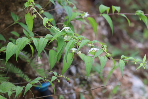 Cyclocodon lancifolius iNat (3)