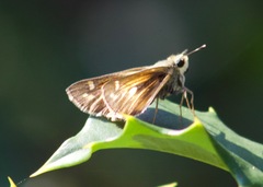 Atalopedes campestris