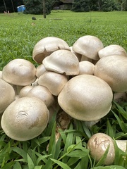 Macrocybe