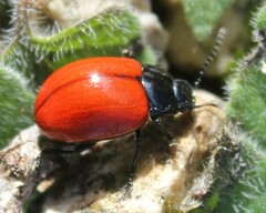 Chrysolina lutea