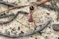 Myrmecia analis
