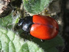 Chrysolina lutea