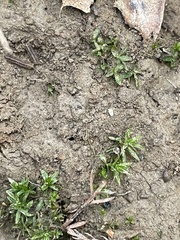 Atrichum cylindricum