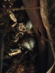 Psilocybe cyanofibrillosa