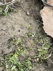 Atrichum cylindricum